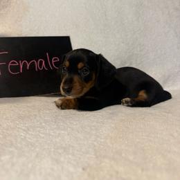 Girl1 - Black and tan female Dachshund puppy in Stilwell, Oklahoma from Johnson Dachshund’s