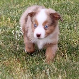 Stacy - Red merle female Miniature American Shepherd puppy in Elgin, Oregon from Cross L Miniature American Shepherds