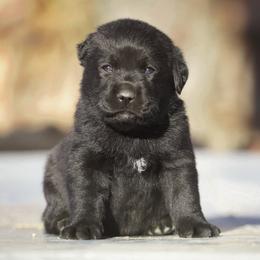 Clove - Black female Labrador Retriever puppy in Ridgecrest, California from Black Mountain Service Dogs