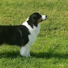 Australian Shepherd All Grown Up from Artemisia Aussies