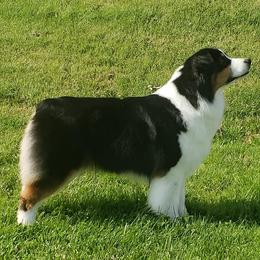 Australian Shepherd All Grown Up from Artemisia Aussies