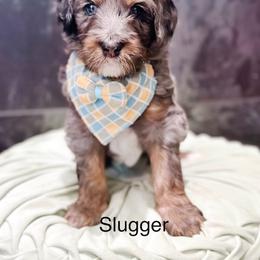 Slugger - Blue merle male Bernedoodle puppy in Pasco, Washington from Camp Doodle Woods