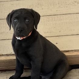 Labrador Retriever Puppies from Lacey’s Labradors