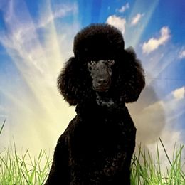 Shine - Poodle