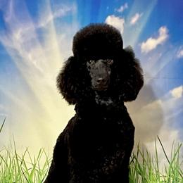 Shine - Poodle