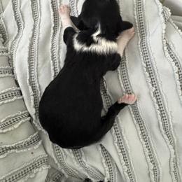 Purple - Black and white female Sheepadoodle puppy in Kissimmee, Florida from Sunflower Family Farms