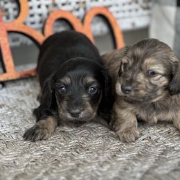 Ramona - Black and cream female Dachshund puppy in Paw Paw, Michigan from Mulberry Meadow Farms