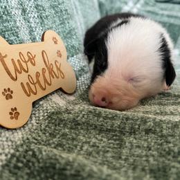 Bear - Male - Black and white male Border Collie puppy in Avery, Texas from Willa Creek Border Collies