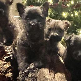 Cairn Terriers from Flyin G Cairns