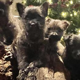 Cairn Terriers from Flyin G Cairns
