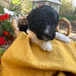Labradoodle Puppies from California Poppy Doodles
