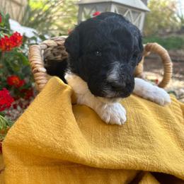 Labradoodle Puppies from California Poppy Doodles