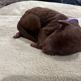 Boykin Spaniel and Goldendoodle Puppies from Double Shot Boykins