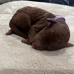 Boykin Spaniel and Goldendoodle Puppies from Double Shot Boykins