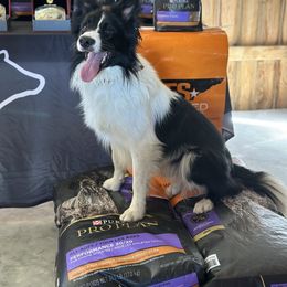 DOC - Border Collie