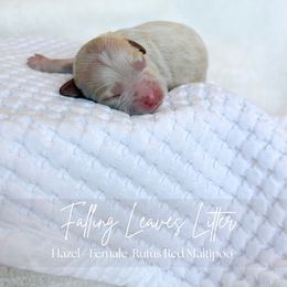 Hazel - Red female Maltipoo puppy in Vancouver, Washington from Pnwfamilydoodles