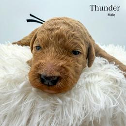 Thunder - Red  male Goldendoodle puppy in Sunman, Indiana from Brunsman Country Doodles LLC