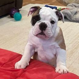 Harry Potter - Black Collar - Fawn and white male Bulldog puppy in Krum, Texas from K & K Little Blessings