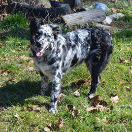 Ez - Australian Shepherd