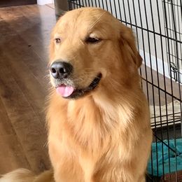 Bond - Golden Retriever