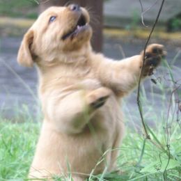 Labrador Retrievers from Brookeridge Labs