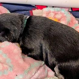 Blue - Black male Miniature Schnauzer puppy in Cumming, Georgia from Bella Pups LLC