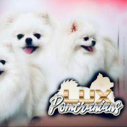 Pomeranian puppies from PupsByNikki