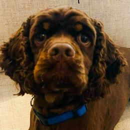 Cooper - Cocker Spaniel