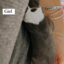 Boy 2 - Italian Greyhound puppy in Waianae, Hawaii from Makanalani Yorkies and Iggys