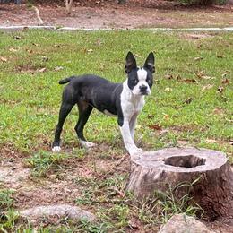 Gladys - Black and white female Boston Terrier puppy in Conyers, Georgia from Dixe Hill Dogs
