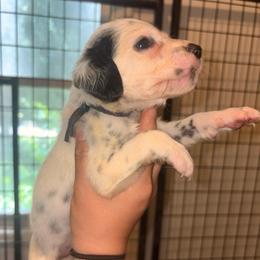 Dark Blue collar male - White and black male Dalmatian puppy in Toledo, Ohio from Exquisite Dalmatians & Standard Poodles