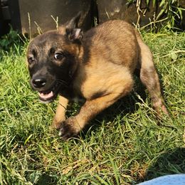 Belgian Malinois and Labrador Retriever Puppies from Wings of Freedom Retrievers and Malinois