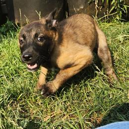 Belgian Malinois and Labrador Retriever Puppies from Wings of Freedom Retrievers and Malinois