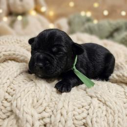 Green collar - Salt and pepper male Miniature Schnauzer puppy in Houston, Texas from Haughton Farm