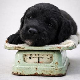 Brown - Black male Goldendoodle puppy in Byron, Georgia from Southern Olive Doodles 🫒