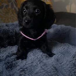 Ebony - Black female Dachshund puppy in Los Angeles, California from Mini Doxies R Us