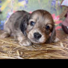 Latte Swirl - Dapple male Dachshund puppy in Floresville, Texas from Muddy River Dachshunds
