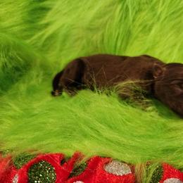 Galena - Liver female German Shepherd puppy in Los Lunas, New Mexico from Mali's German Shepherds