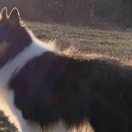 Ebenezer - Collie