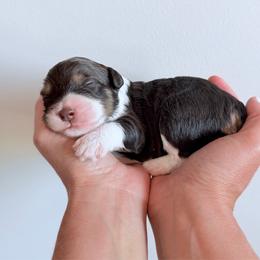 Girl 4 - Tri-color female Bernedoodle puppy in Pottstown, Pennsylvania from Willow-Be Doodles