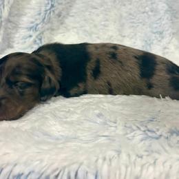 Black and tan dapple - Black and tan male Dachshund puppy in Ozark, Alabama from Honey Hill Dachshunds