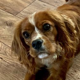 Molasses - Cavalier King Charles Spaniel