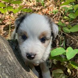 Luna - Blue merle female Miniature Australian Shepherd puppy in Priest River, Washington from Offgrid Aussies