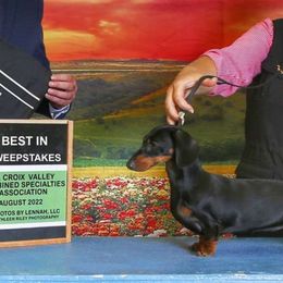 Cherry - Dachshund