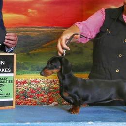 Cherry - Dachshund