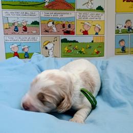 Snoopy - Cream male Australian Labradoodle puppy in Atascadero, California from Classic Poodles and Doodles