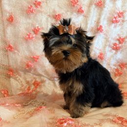 Penelope - Black and gold female Yorkshire Terrier puppy in Daggett, Michigan from Hetzel’s Enchanted Yorkies (Michigan)