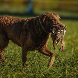 Sassy - Chesapeake Bay Retriever