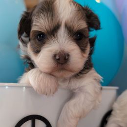 Bow - Tri-color male Yorkipoo puppy in Idaho from Little Rascal Ranch