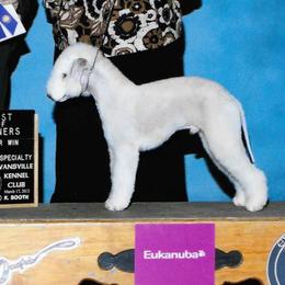 Vinnie - Bedlington Terrier